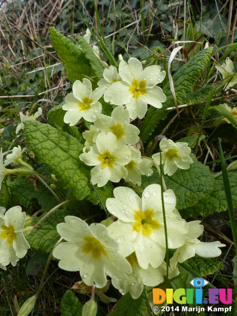 FZ004592 Primroses